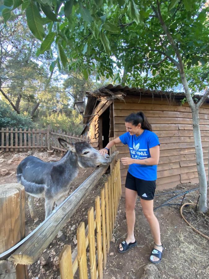 Alojamiento Rural Las Maravillas Cañada Catena エクステリア 写真