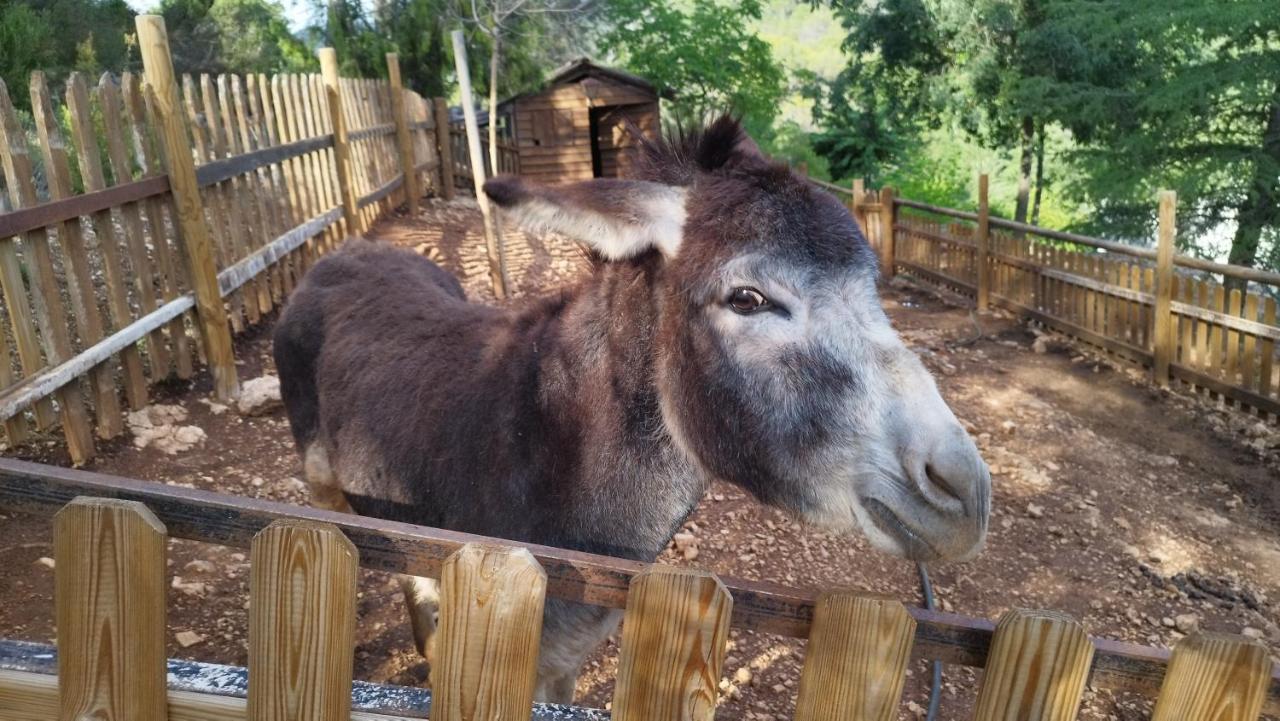 Alojamiento Rural Las Maravillas Cañada Catena エクステリア 写真